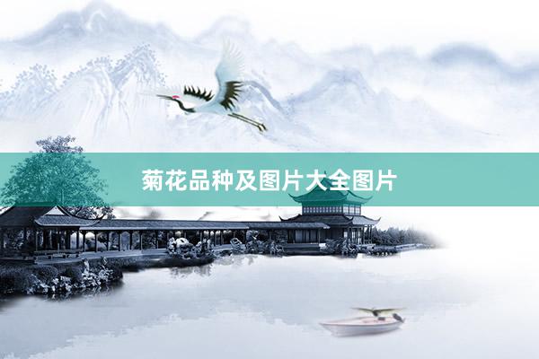 菊花品种及图片大全图片
