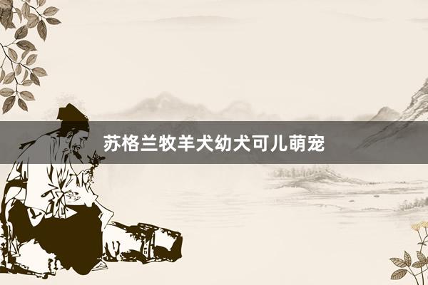 苏格兰牧羊犬幼犬可儿萌宠